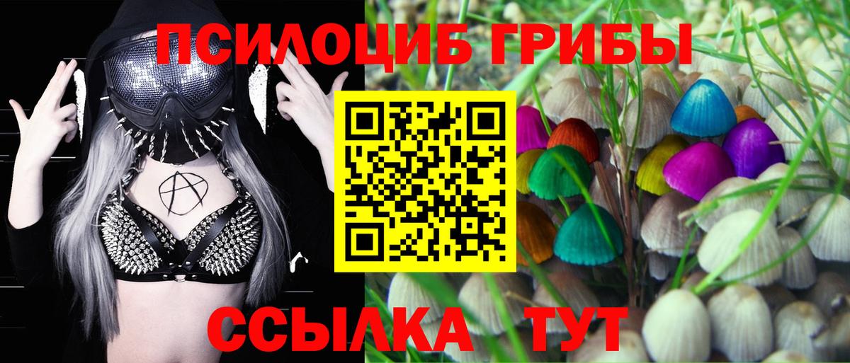 Псилоцибиновые грибы Psilocybine cubensis Новоалтайск